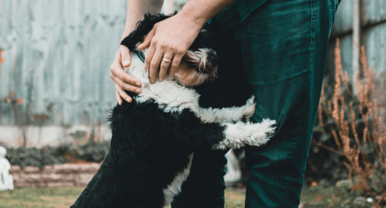 Comment bien communiquer avec son chien ?