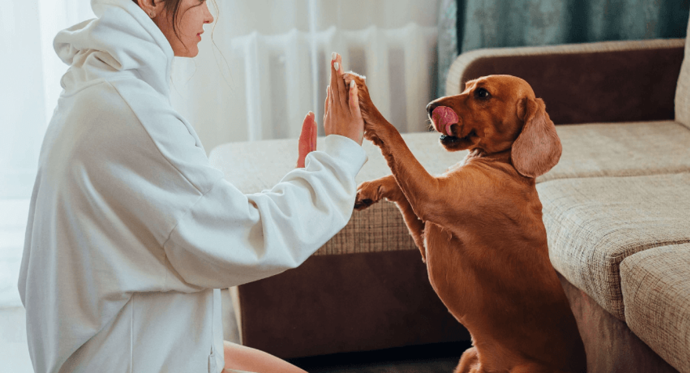 Comment bien jouer avec son chien ?