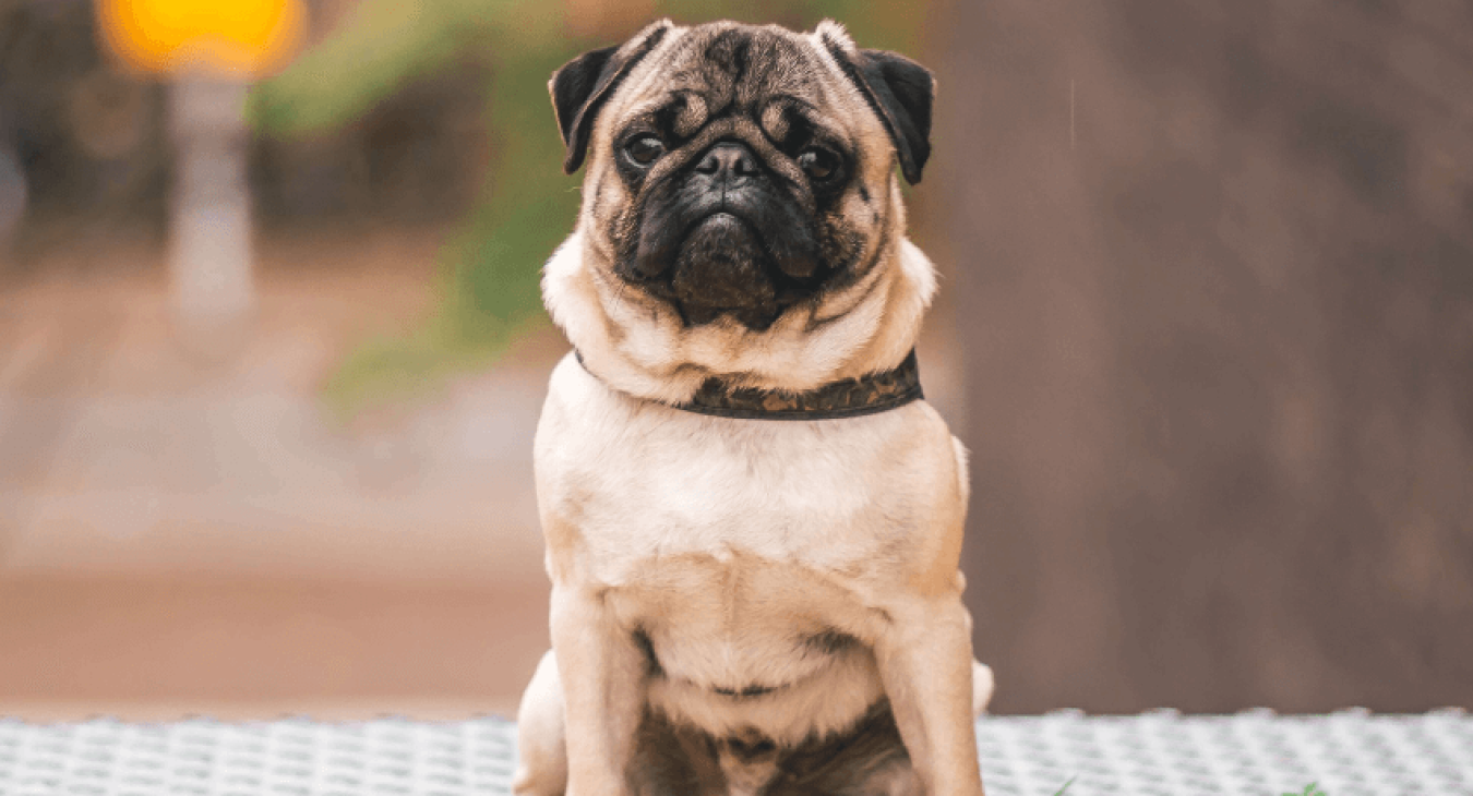 Comment se construit la pensée canine ?