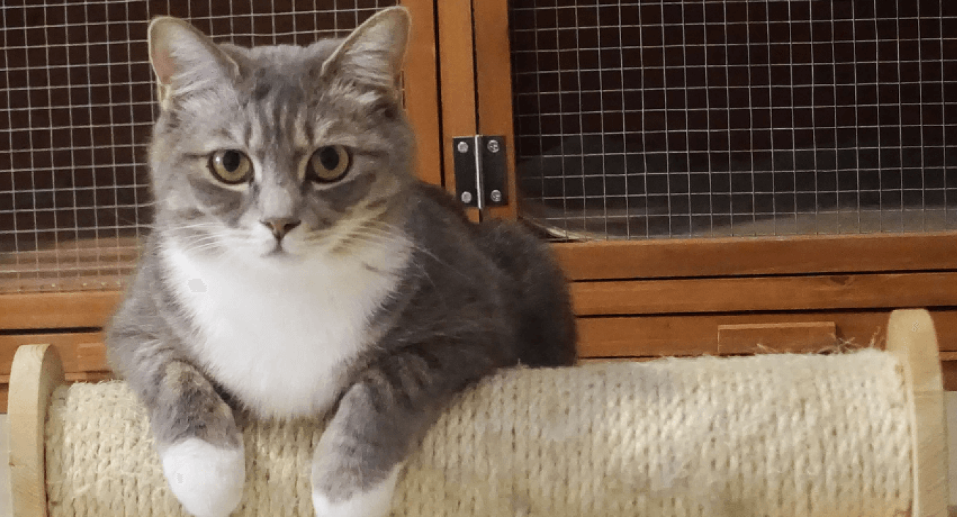 Comment socialiser un chat ?