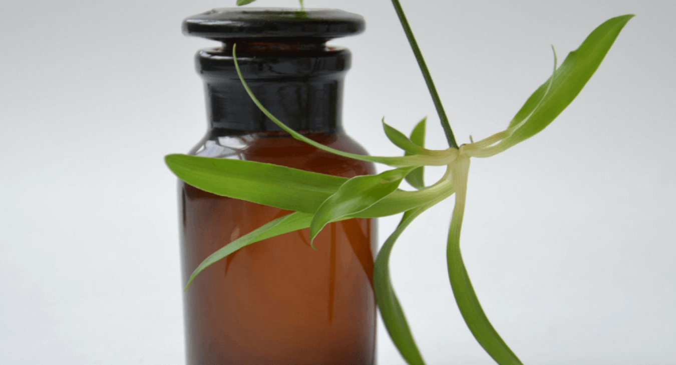 Comment soigner son chien avec l'aromathérapie ?