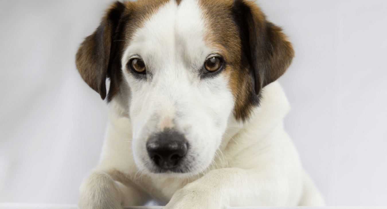 Tout savoir sur les compléments alimentaires naturels pour chien