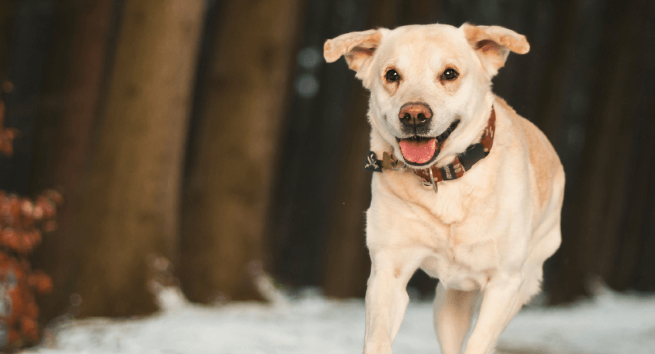 Mieux comprendre votre chien