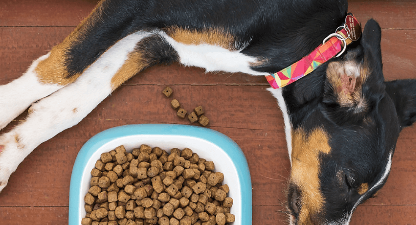 Comment bien identifier la composition de vos croquettes pour chiens ?