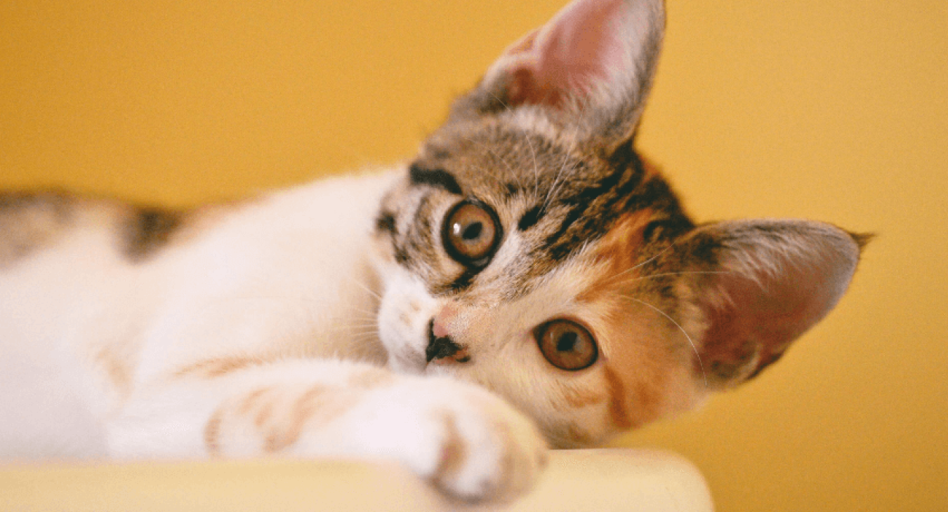Comprendre son chat