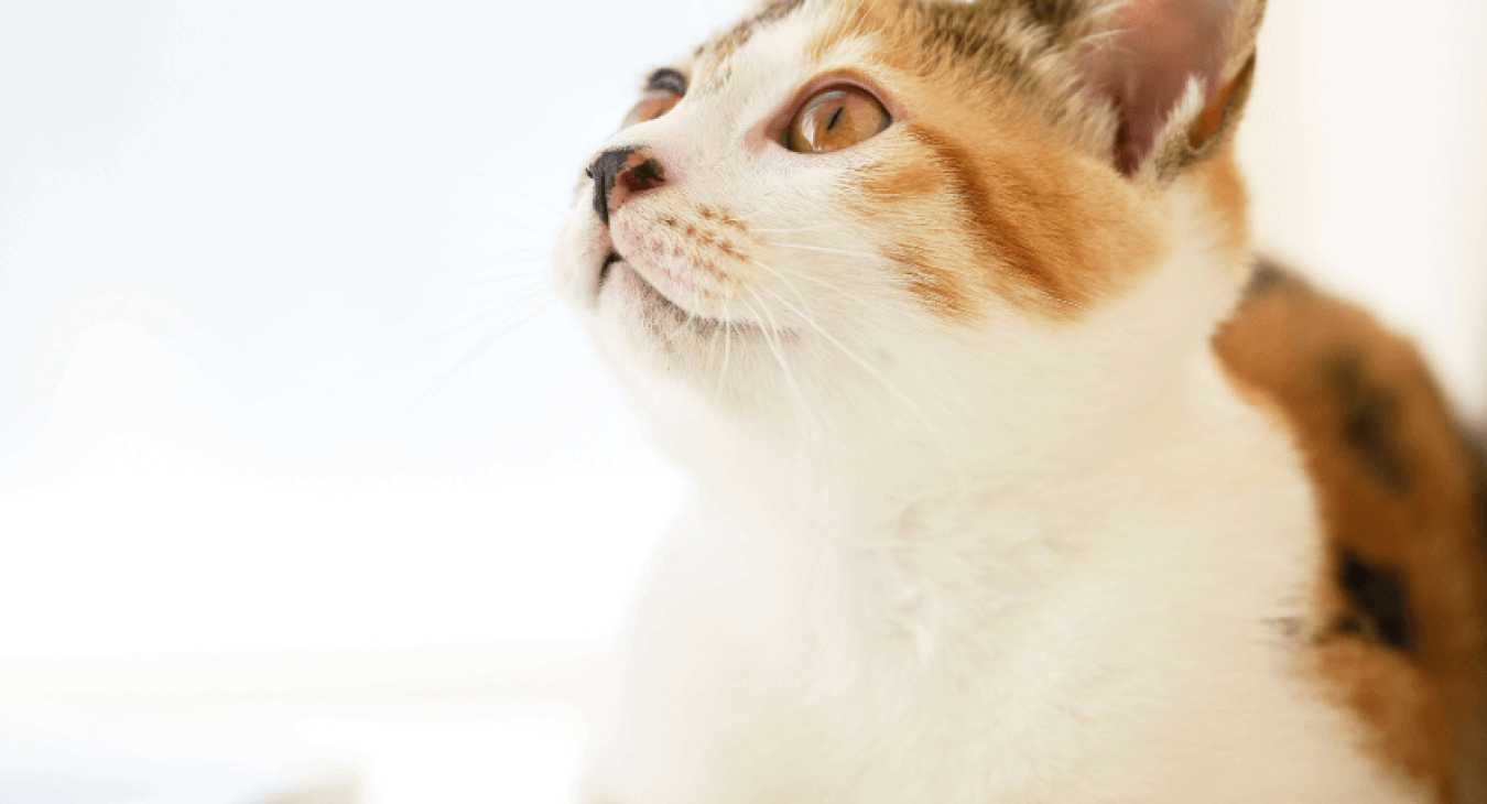Zoom sur le coryza ou la grippe du chat