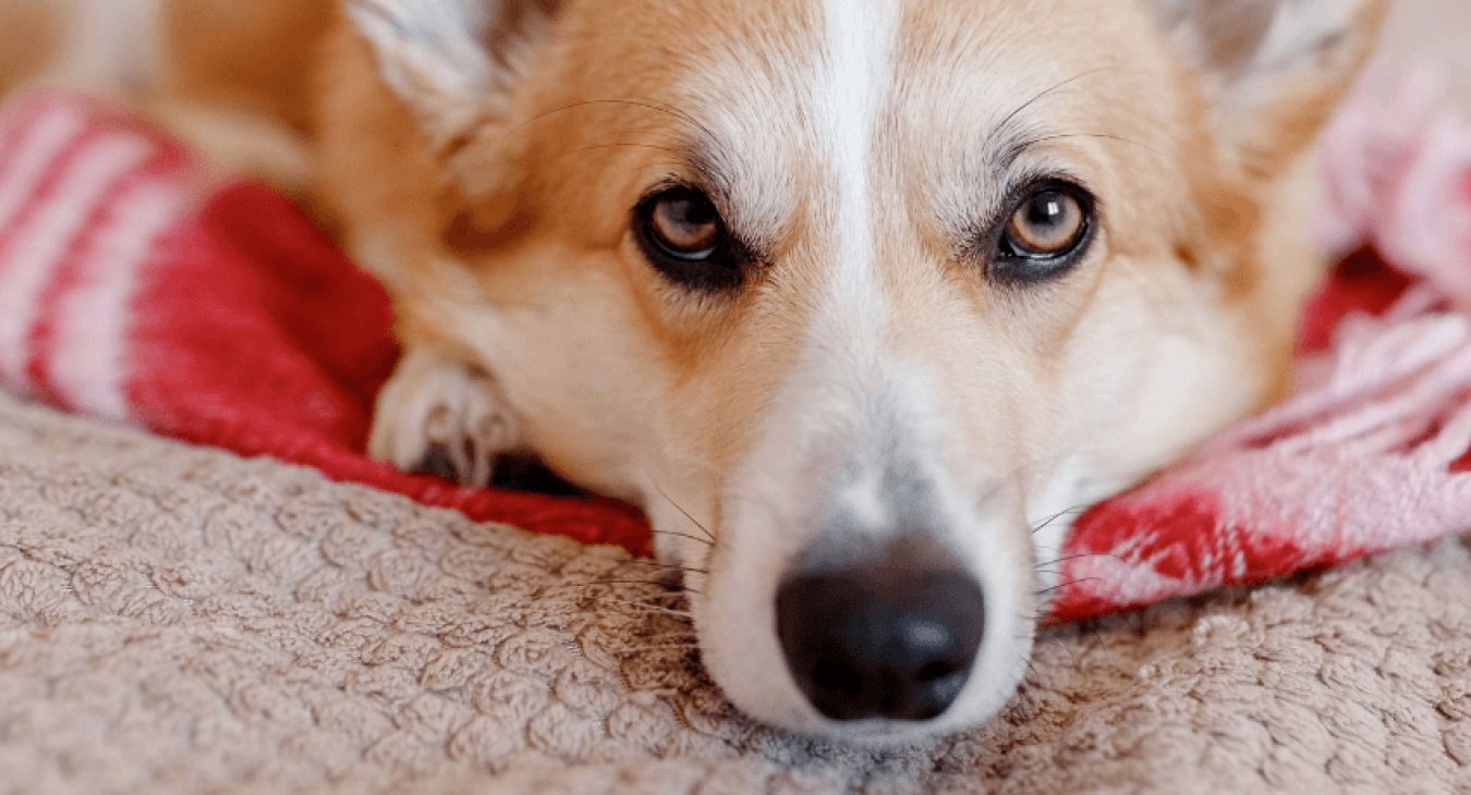 La couche pour chien