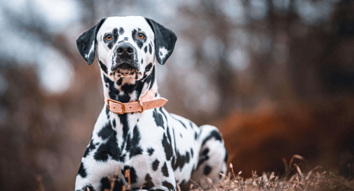 Le dalmatien : un chien à forte personnalité