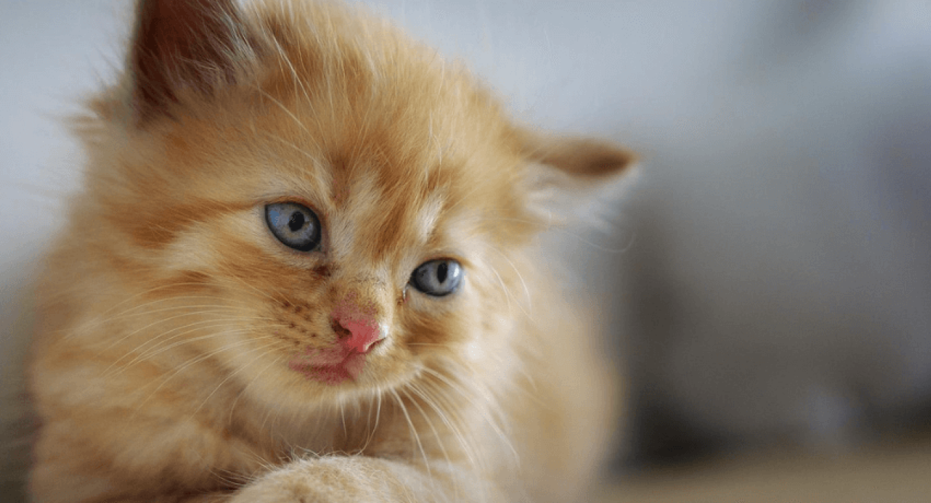 Comment décrypter le comportement de mon chat ?