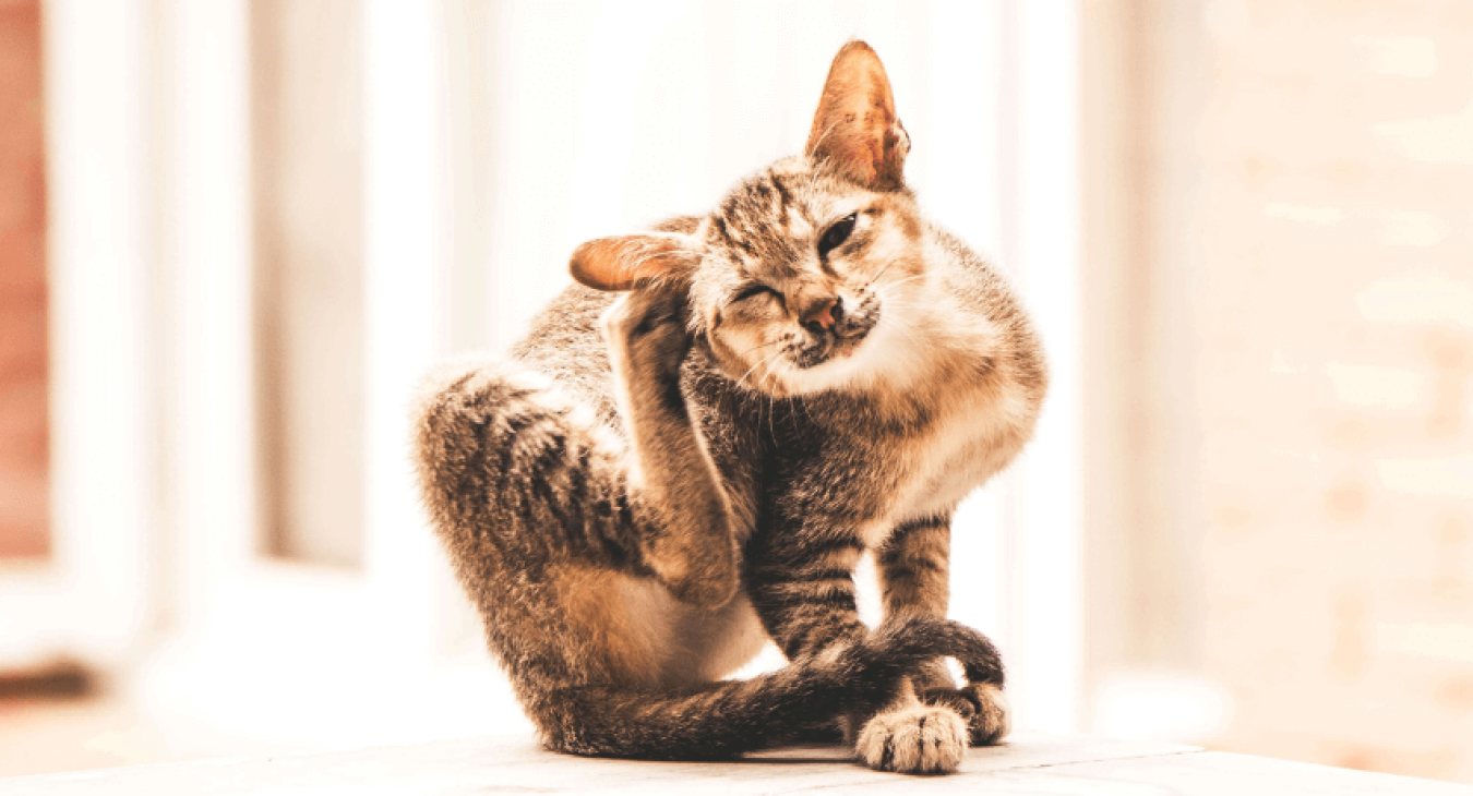 Les causes de démangeaisons chez les chats