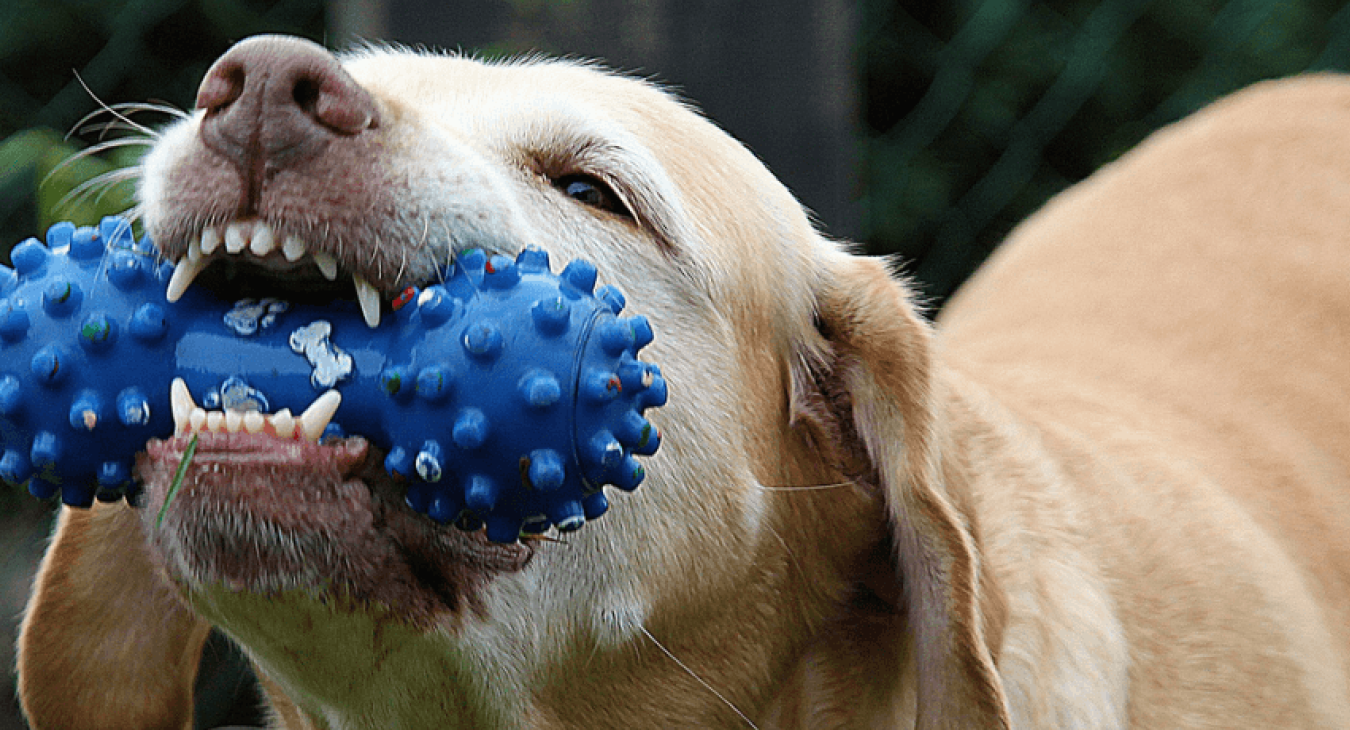 Entretenir les dents du chien pour prévenir des maladies
