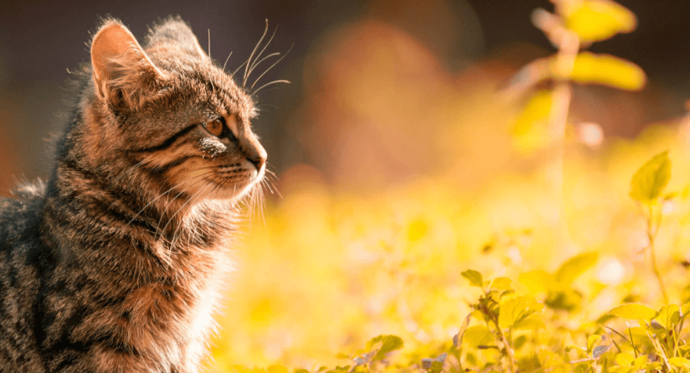 La dépression chez le chat
