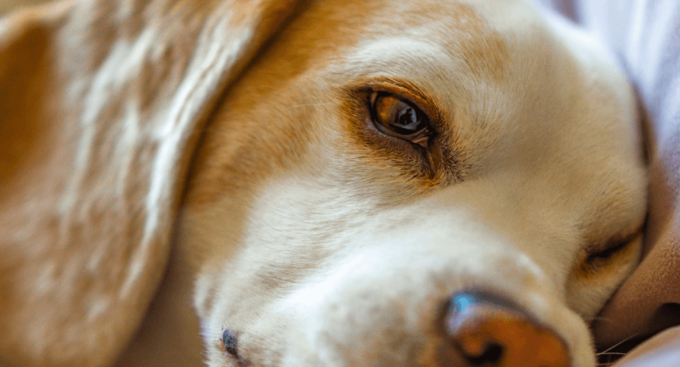 Combattre la dépression chez le chien