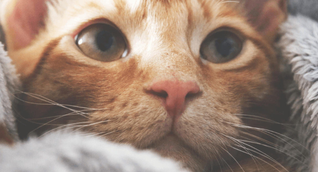 Le distributeur de croquettes pour chat : un accessoire pour chat incontournable