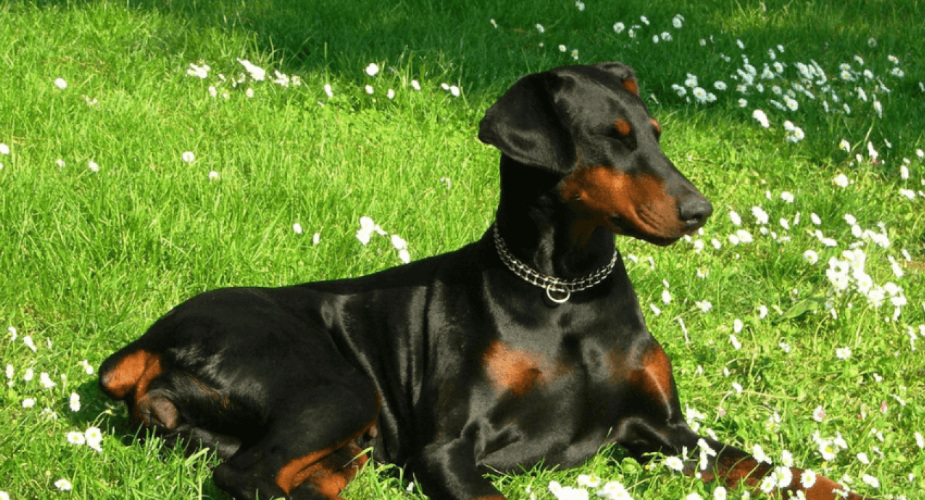 Dobermann