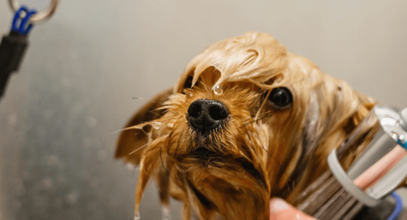 Comment et pourquoi laver son chien ? Techniques et précautions
