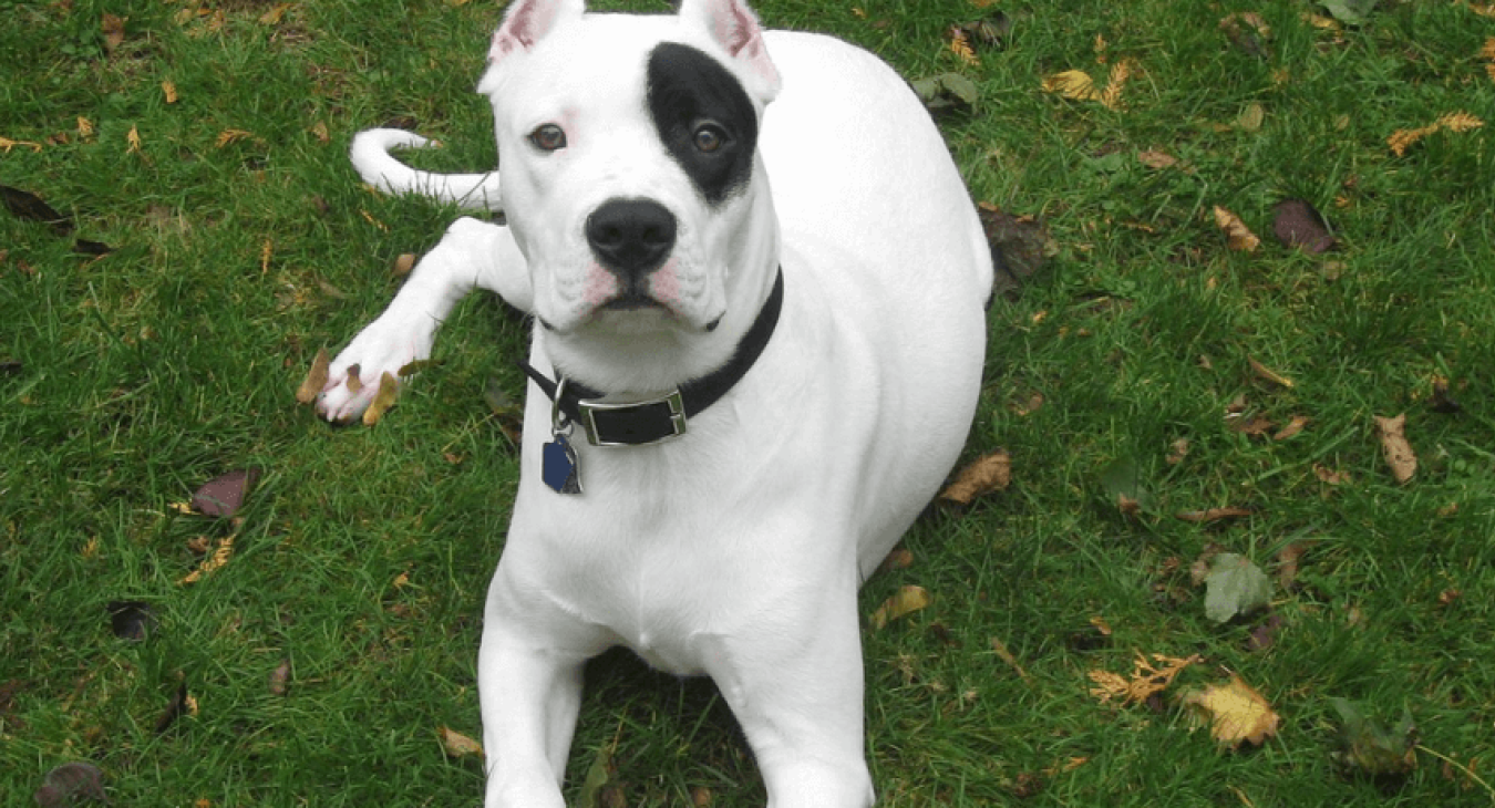 Tout savoir sur le Dogue Argentin