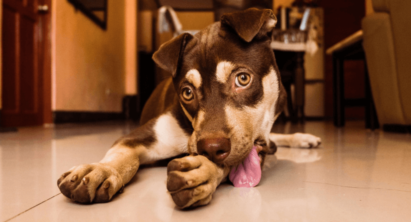 Tout savoir sur la douleur chez le chien : causes, symptômes…