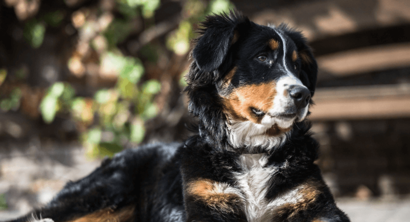 La dysplasie de la hanche chez le chien