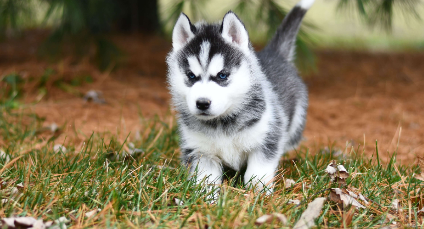 Comment bien se préparer à éduquer son chiot ?