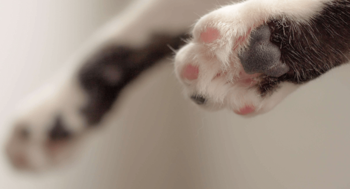 Crise d’épilepsie chez le chat : que faire ?