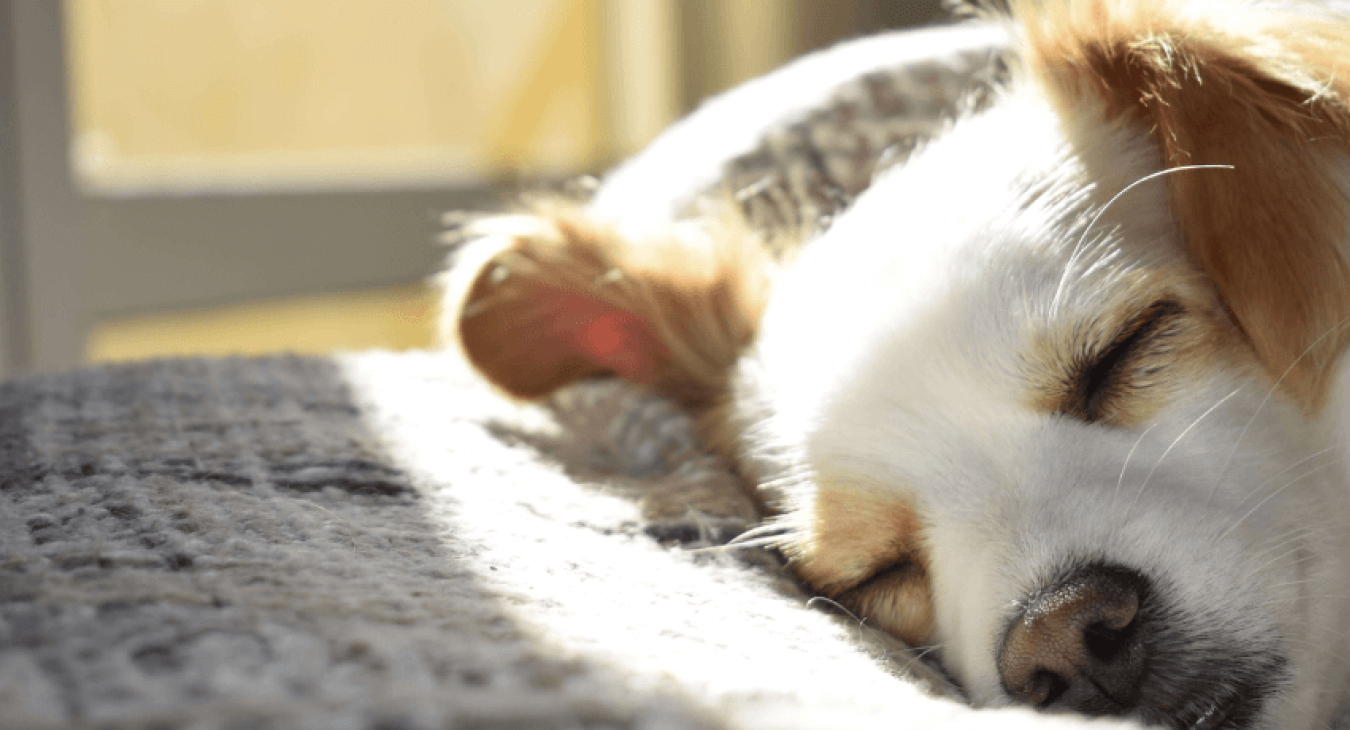 Épilepsie du chien : comment mieux la comprendre pour mieux la traiter