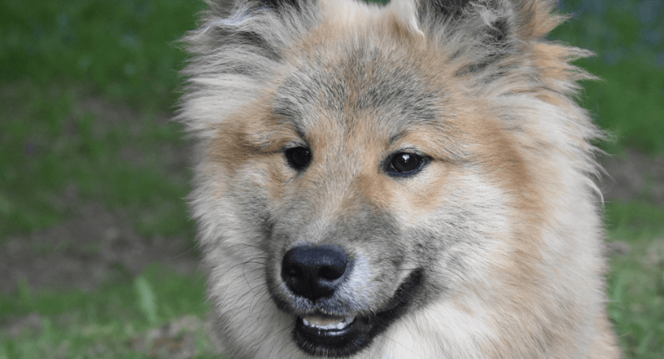 L’eurasier : un chien de compagnie méconnu en France
