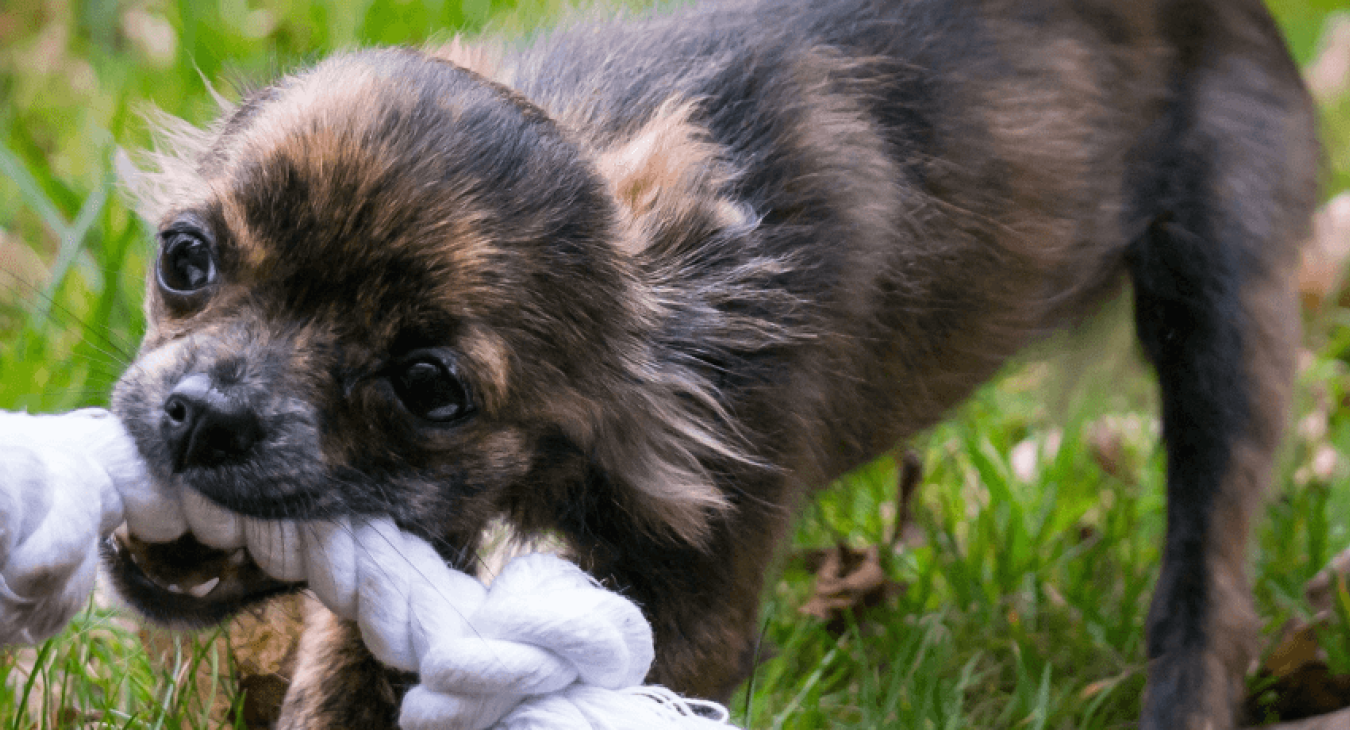 Comment fabriquer soi-même un jouet pour chien ?