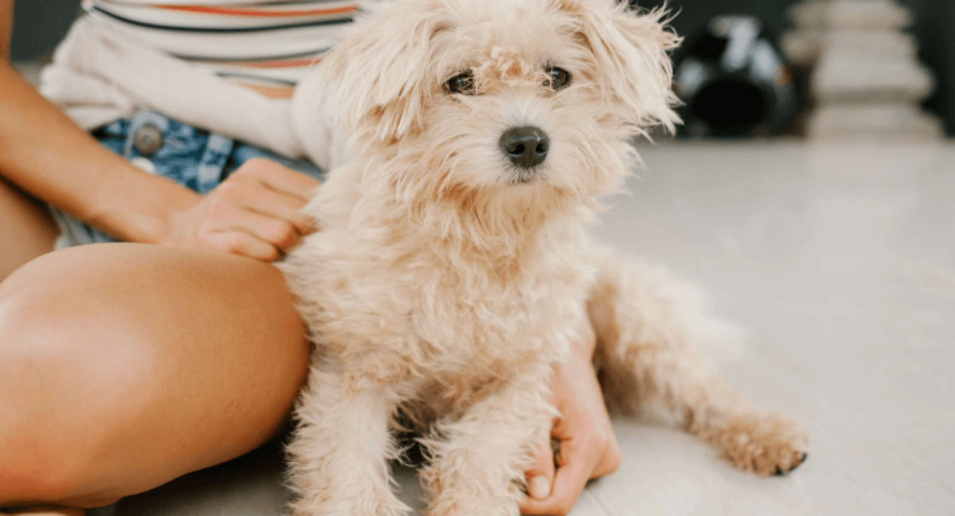Les différentes solutions disponibles pour faire garder son chien