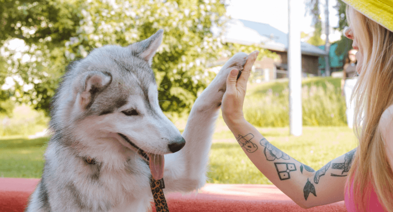Faire obéir son chien sans s'énerver