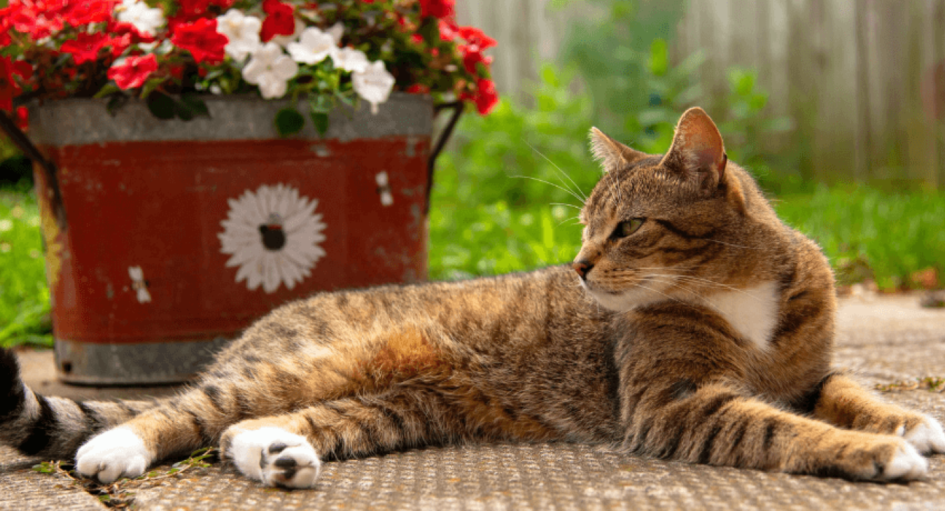 La calicivirose du chat (FCV) 