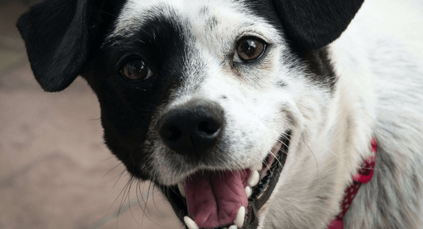 Comment limiter les flatulences chez le chien ?