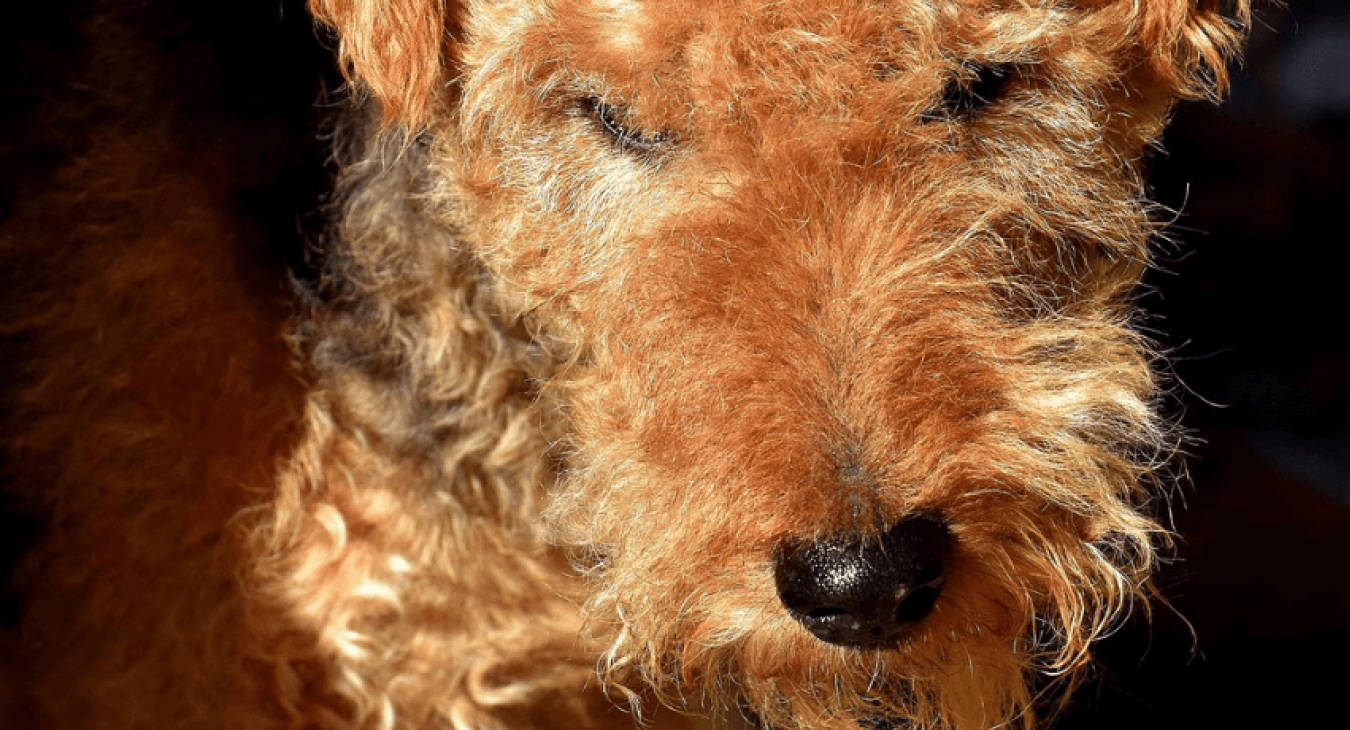 Fox Terrier