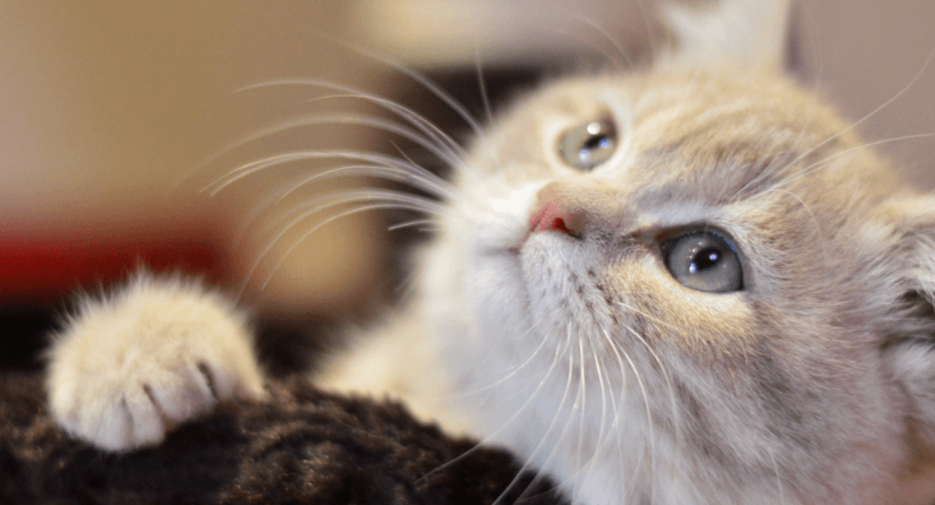 Le typhus du chat (FPV) : symptômes, traitement et prévention