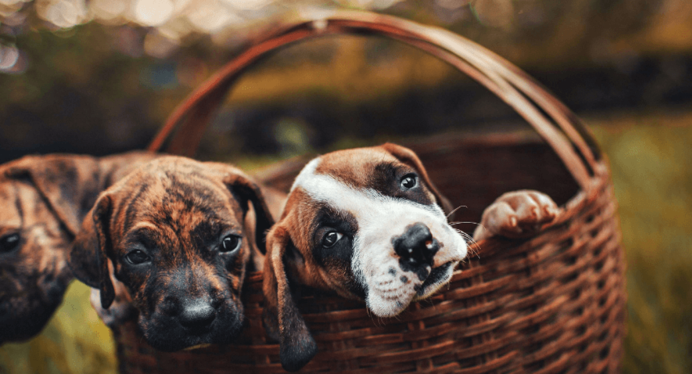 Comment se déroule la gestation d’une chienne ?
