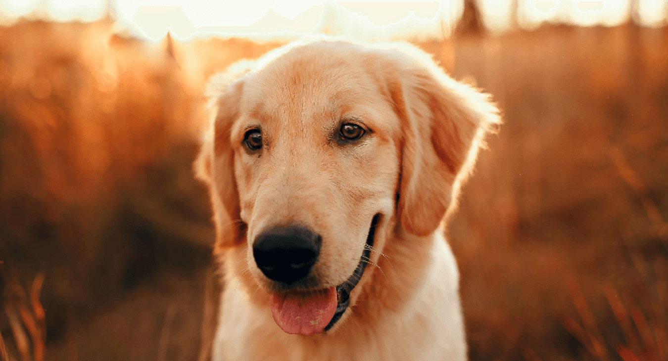 Le Golden Retriever