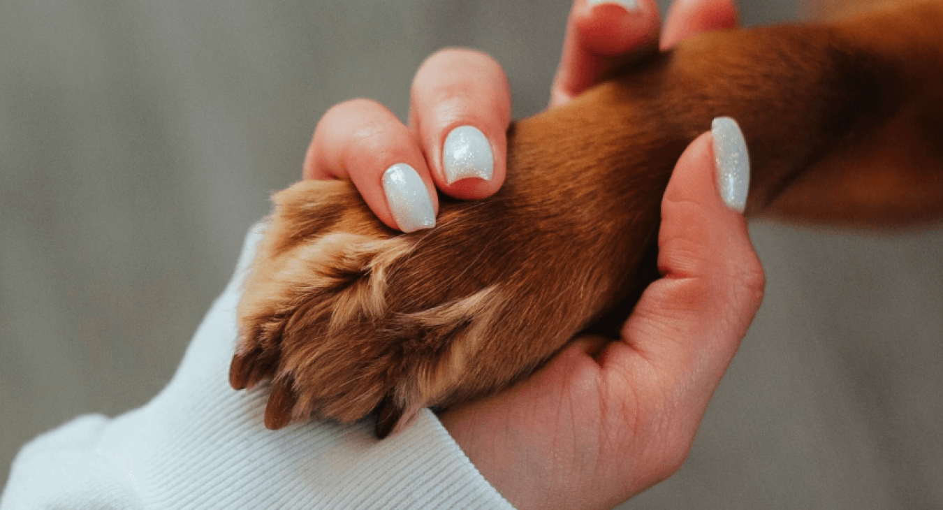 Les conseils à suivre pour couper les griffes d’un chien