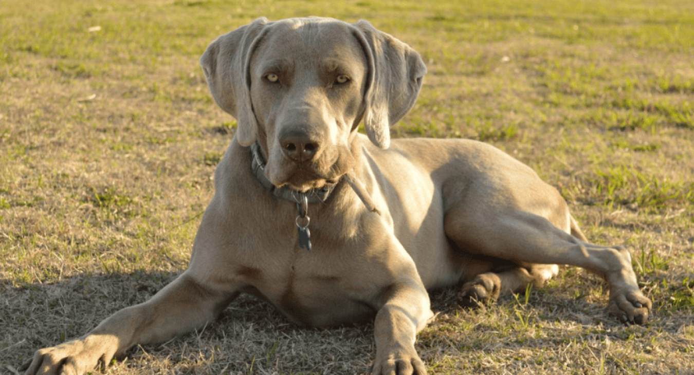 Tout ce qu'il faut savoir et anticiper avant d'adopter un gros chien
