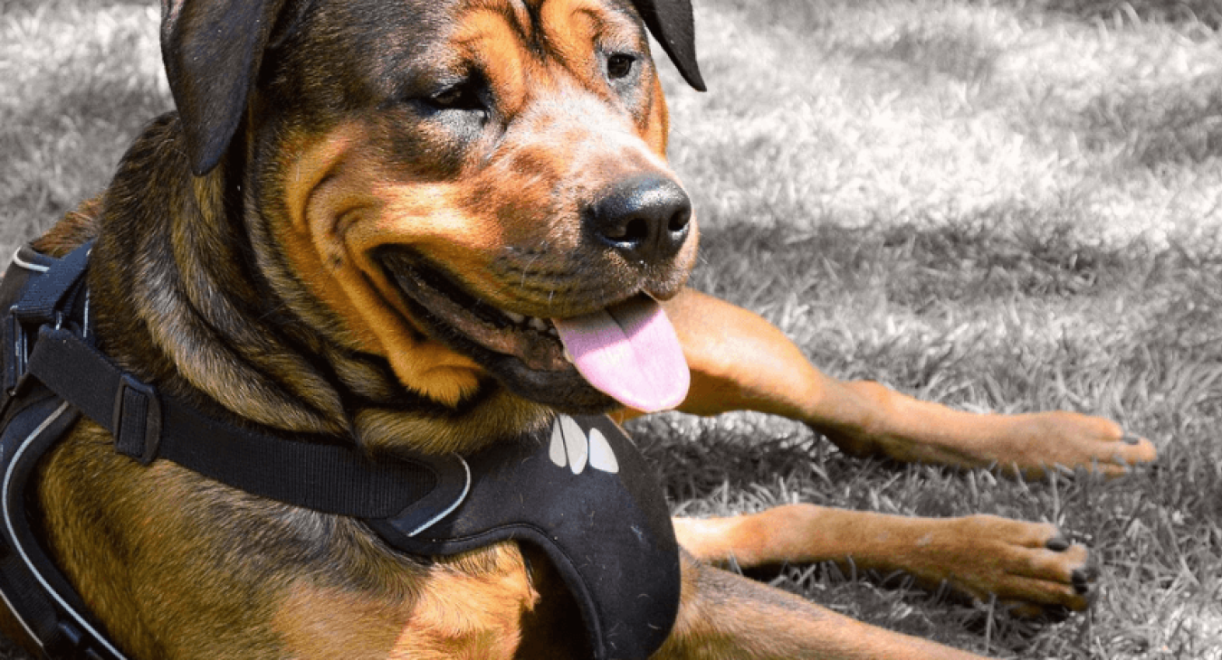 Harnais pour chien : comment choisir le meilleur modèle ?
