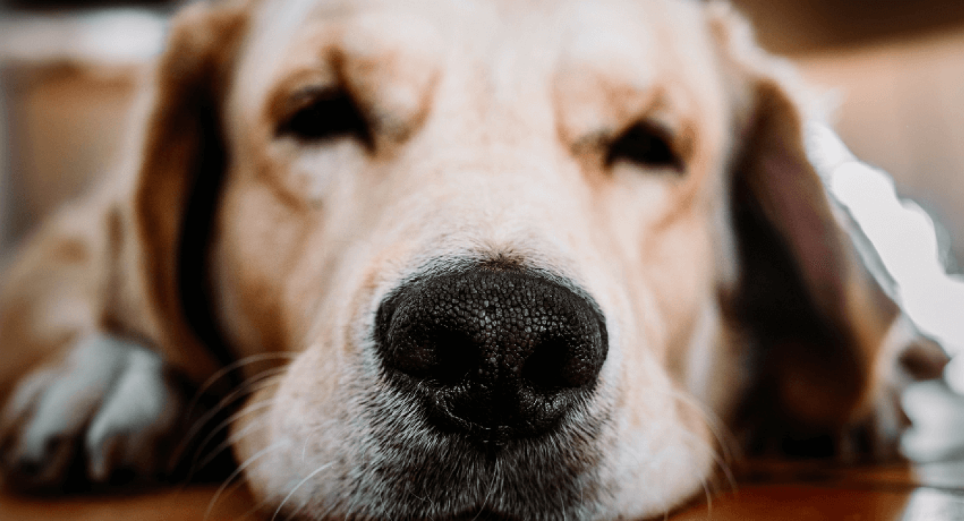 Hernie discale chez le chien : les causes, symptômes et traitements