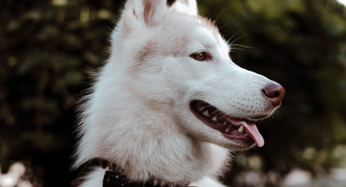 Hygiène du chien : veiller au bien-être de son compagnon à 4 pattes
