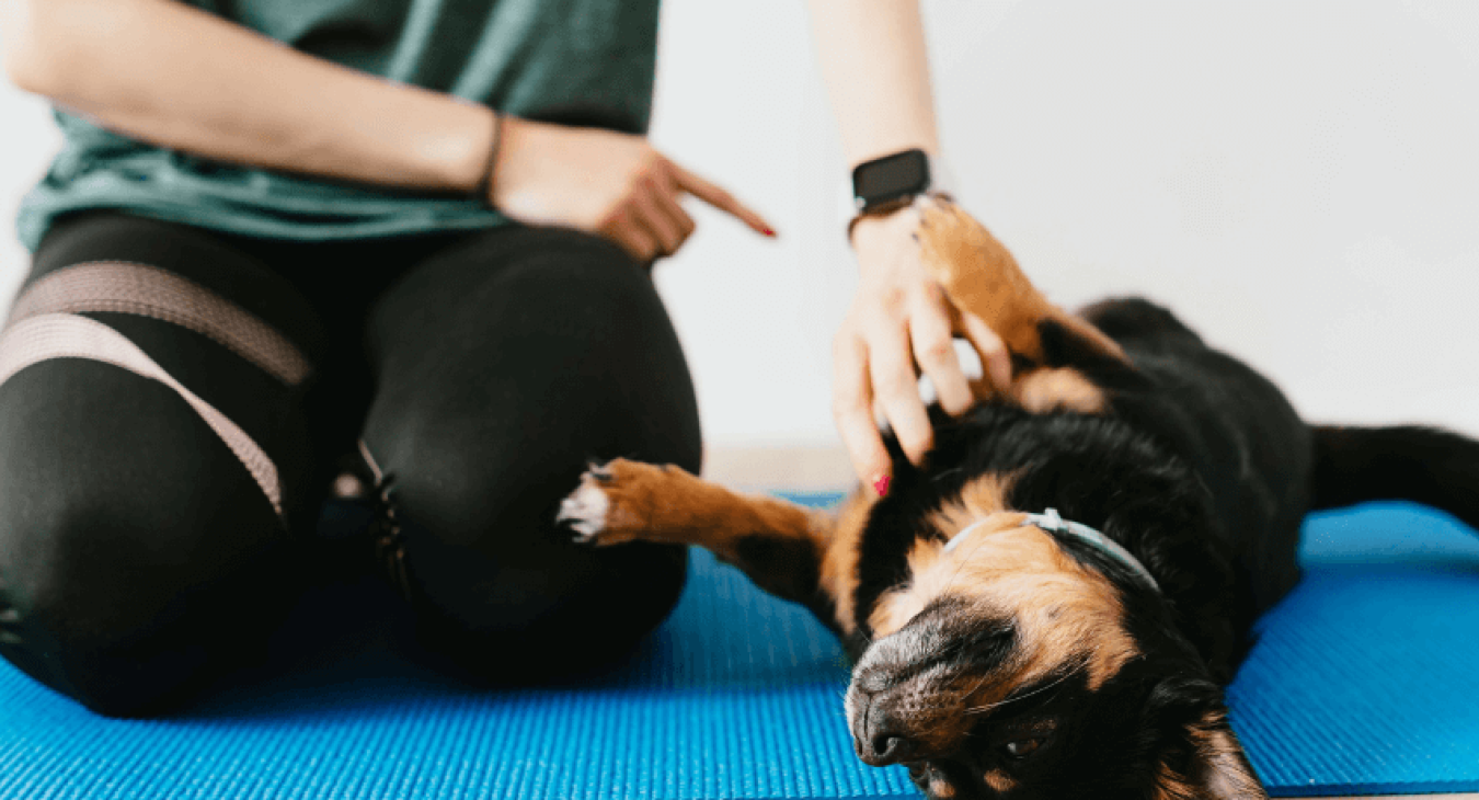Hyperattachement du chien : comment réagir ?
