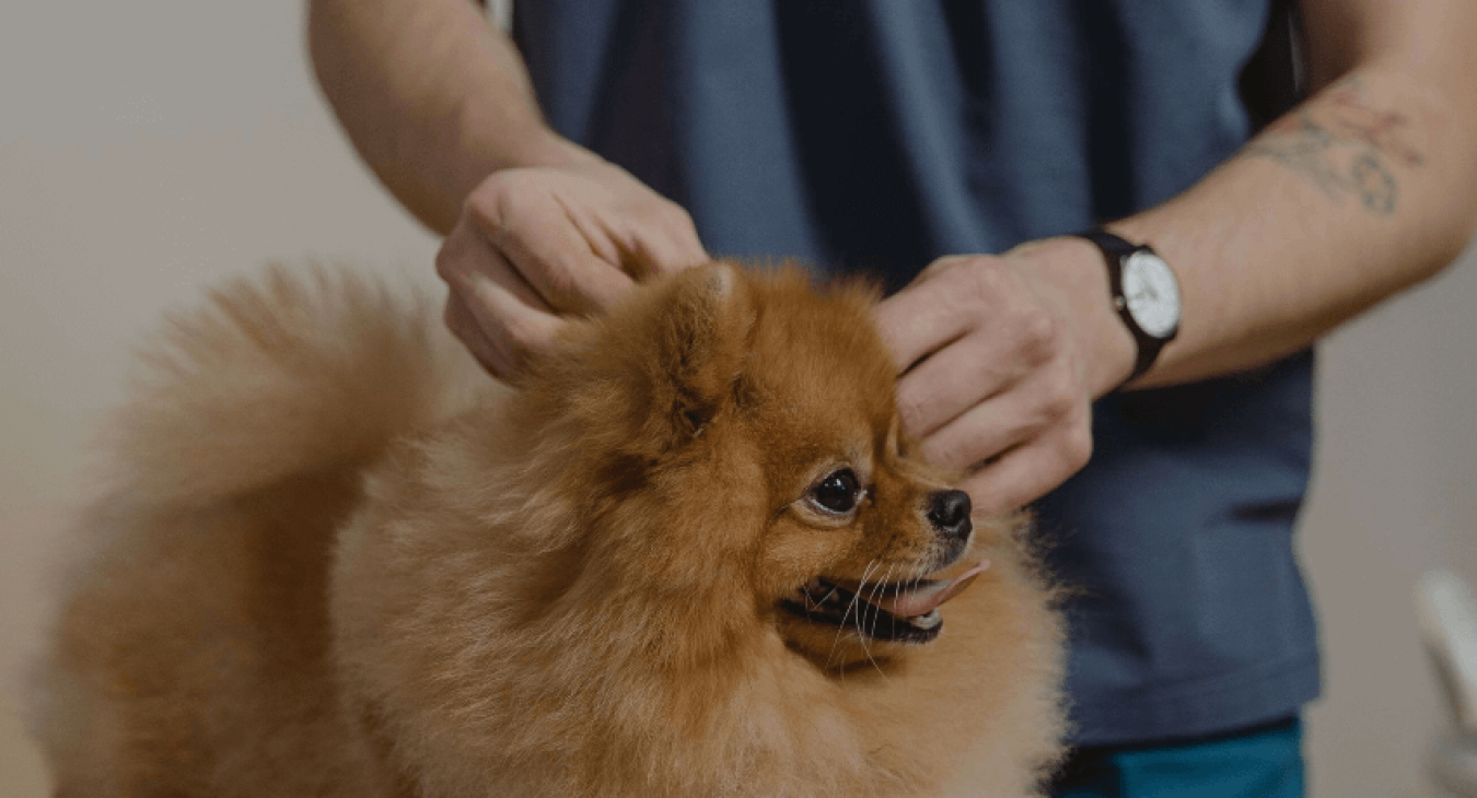 Comment faire identifier son chien ?