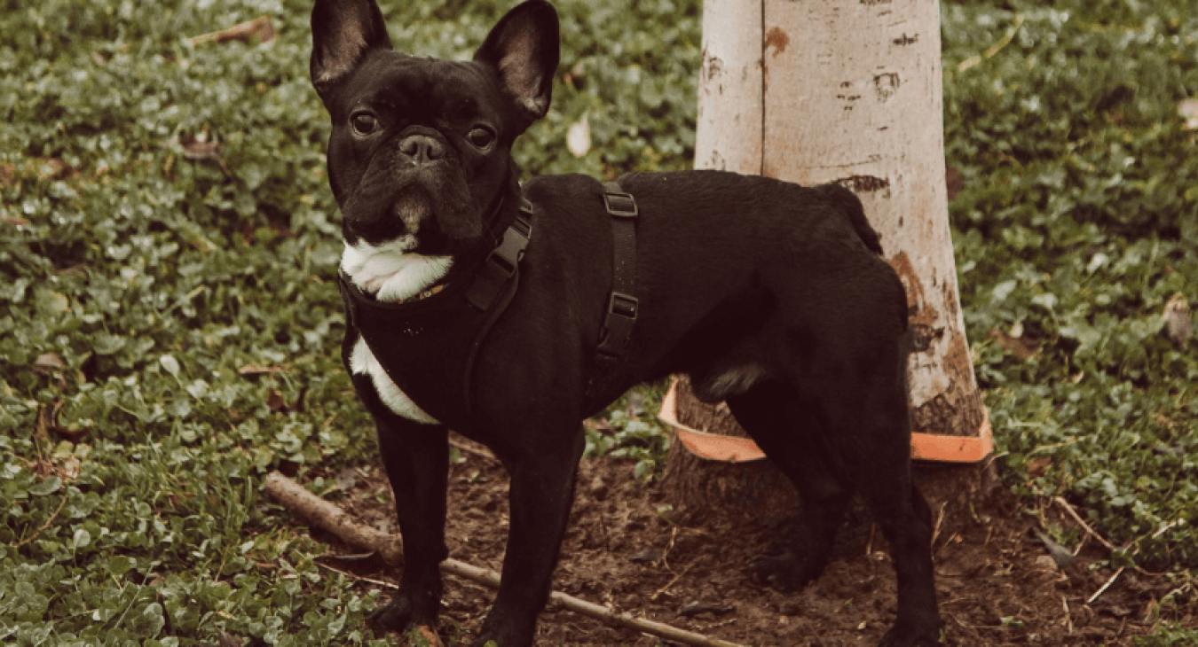 Comment faire l'inscription au LOF de son chien ?
