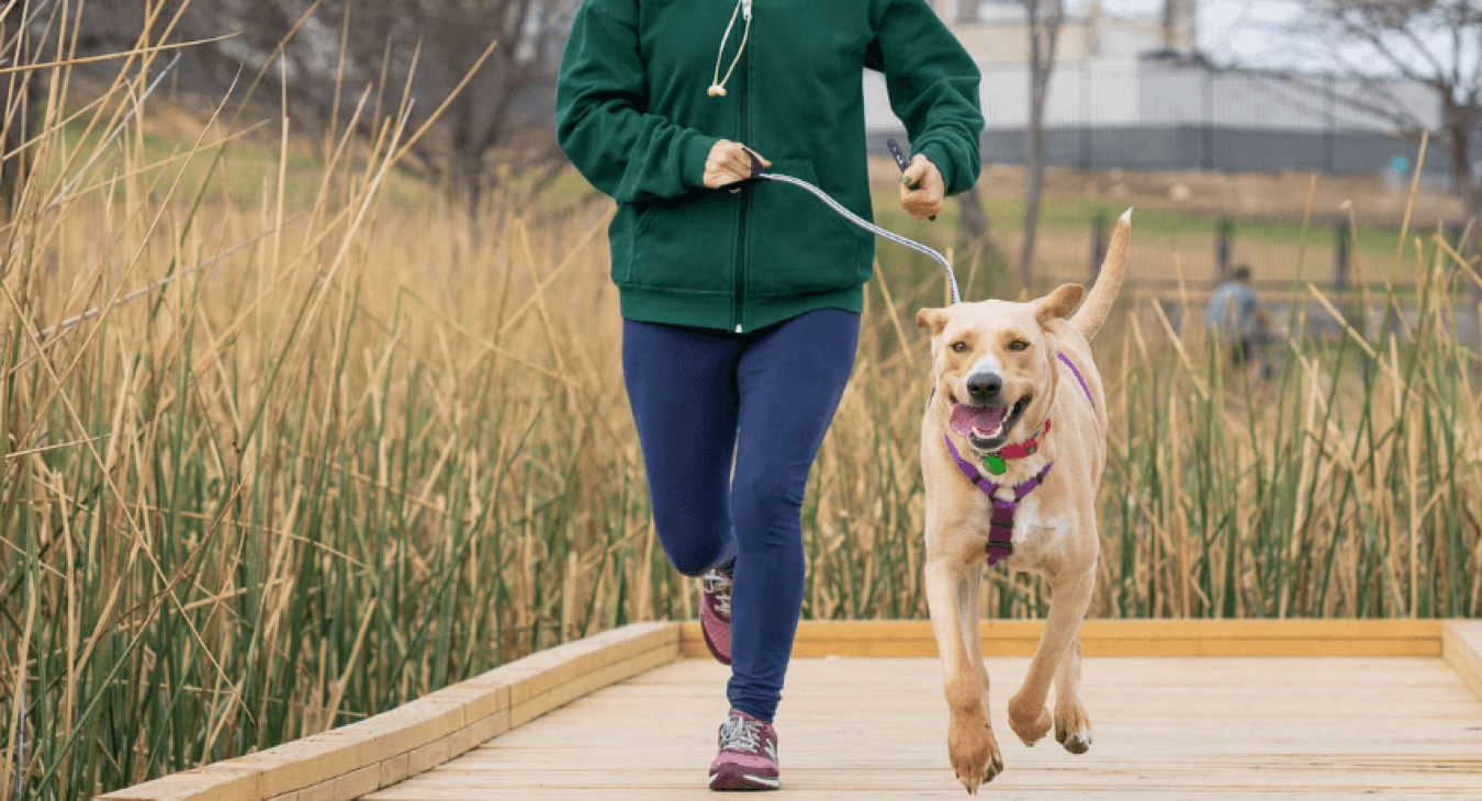 Le chien peut-il développer un sentiment de jalousie ?