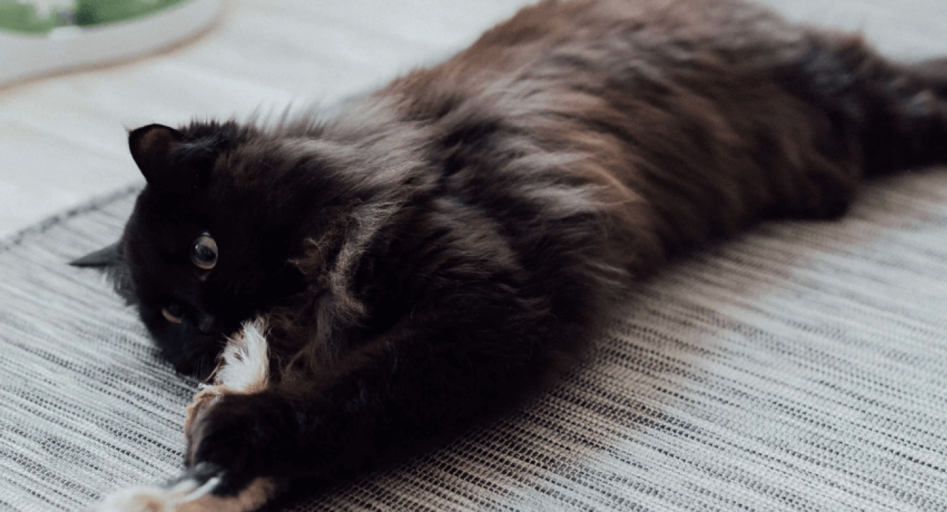 Jouer avec son chat