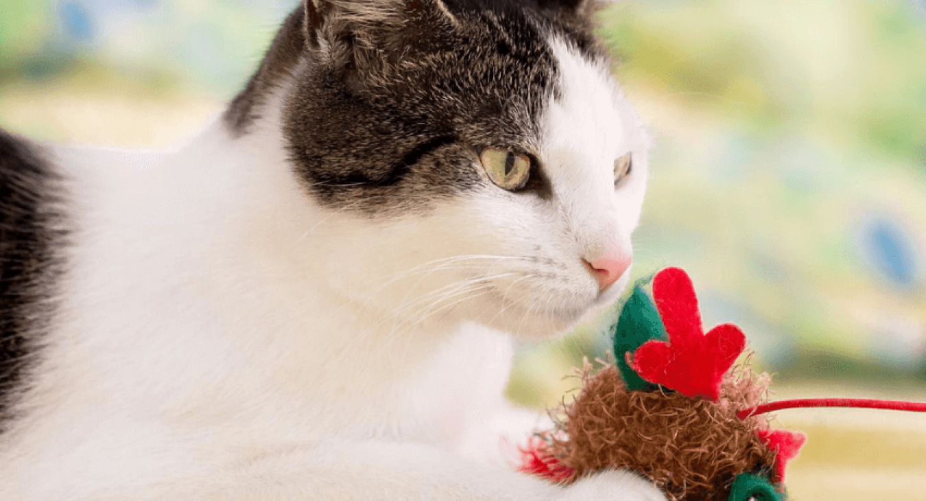 Comment fabriquer un jouet pour chat ?
