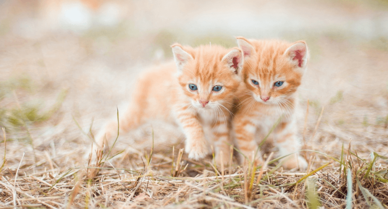 La mise bas chez la chatte : tout savoir