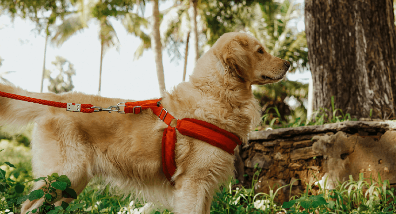 Laisse pour chien : quel modèle choisir ?