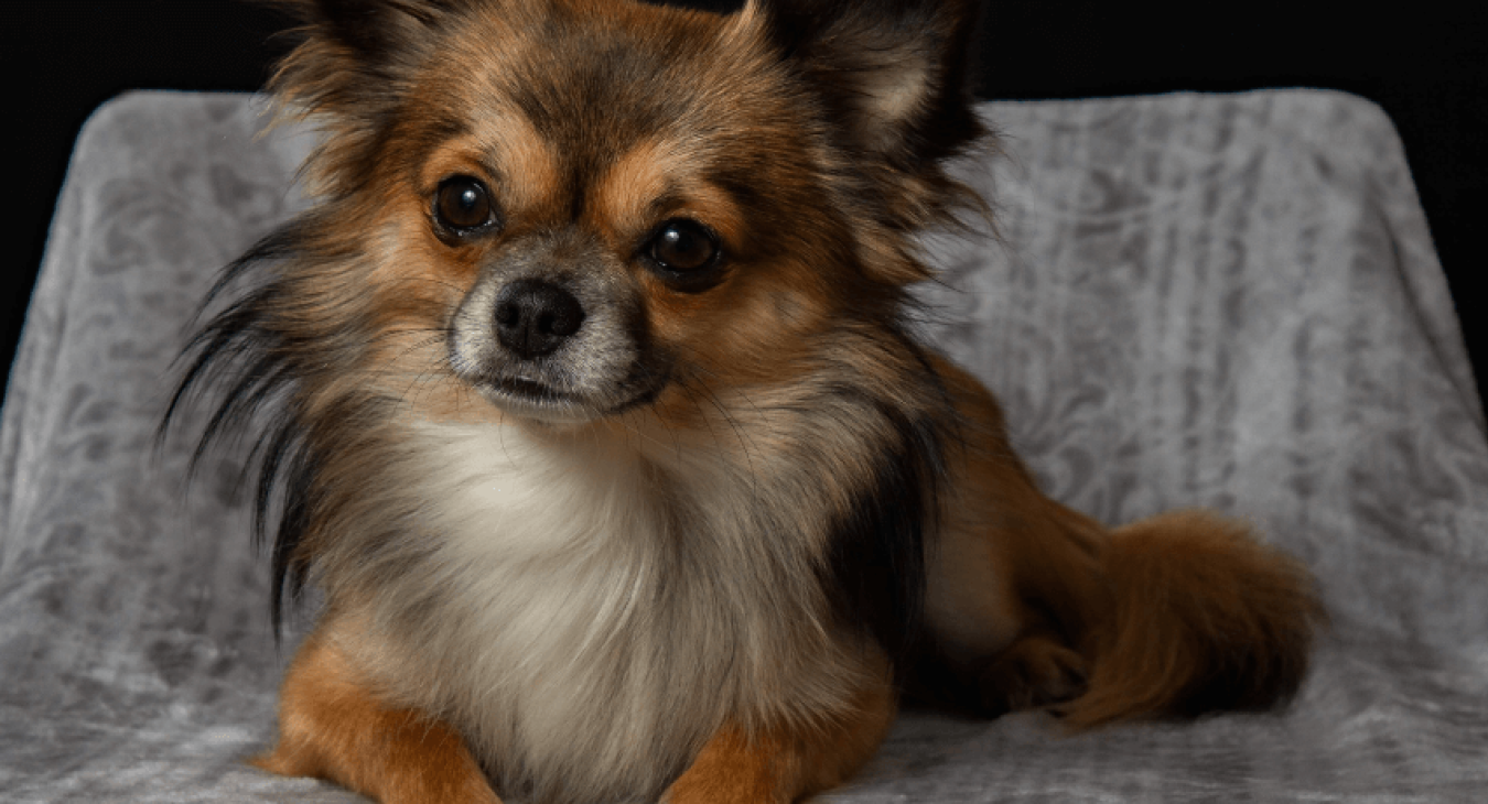 Comment comprendre le langage corporel de votre chien ?